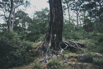 Trees in forest