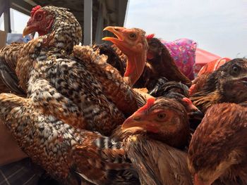 Close-up of chickens in coop