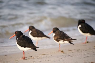 View of birds on beach
