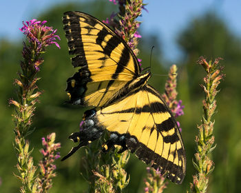 Close-up of butterfly perching on flower