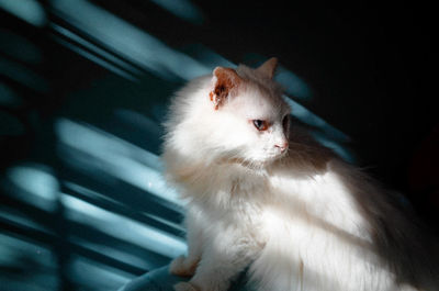 Close-up of cat looking away