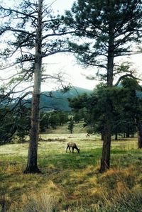 Horses grazing on grassy field