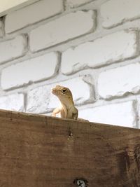 Low angle view of lizard on wall