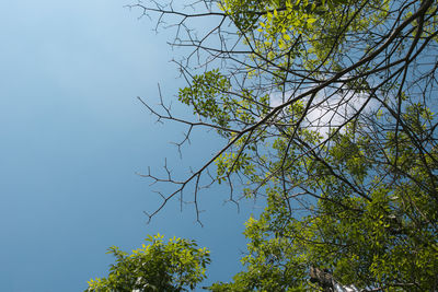 Low angle view of tree against blue sky