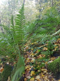 Plants growing in forest