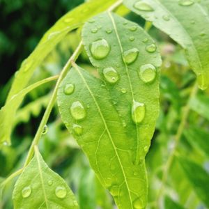 Close-up of raindrops on leaves