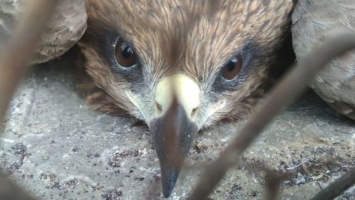 Close-up portrait of owl