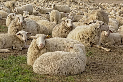 Sheep in a field