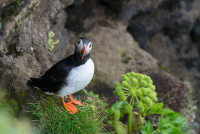 Close-up of bird perching on rock