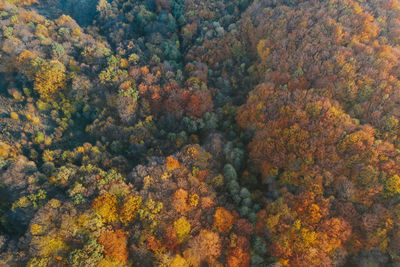 Aerial view of trees growing in forest during autumn