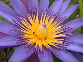 Close-up of purple flower blooming outdoors