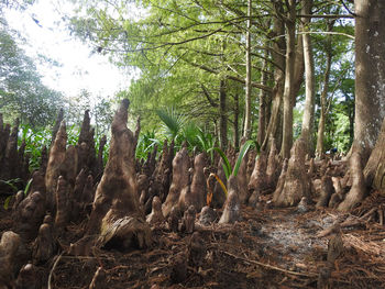 Trees growing on field in forest