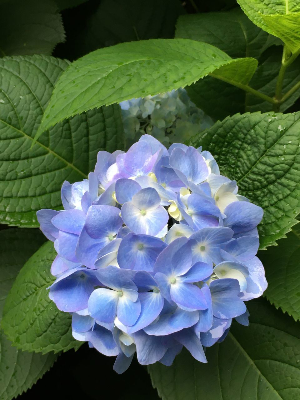 plant, flower, flowering plant, beauty in nature, leaf, plant part, freshness, growth, petal, nature, close-up, inflorescence, purple, fragility, flower head, hydrangea, blue, no people, springtime, green, outdoors, botany, hydrangea serrata, day