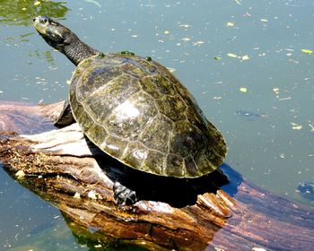 Close-up of turtle in water