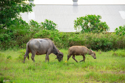 Horse grazing on field