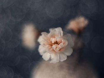 Close-up of white flowering plant