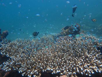 View of fishes in sea