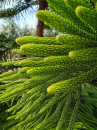 Close-up of fern leaves