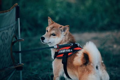 Dog looking away