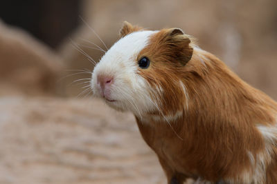 Close up portrait of a guinea pig