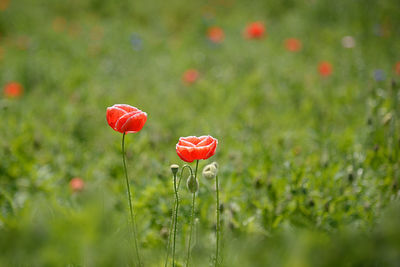 Red poppy flowers blooming outdoors