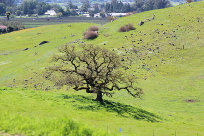 Scenic view of trees on field