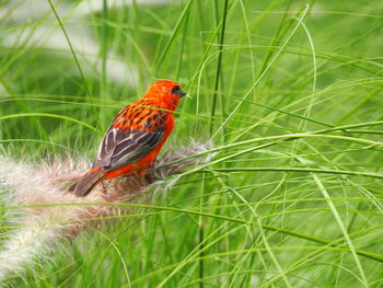 Close-up of bird perching on leaf