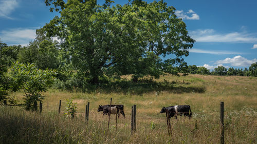 Horses on field against sky