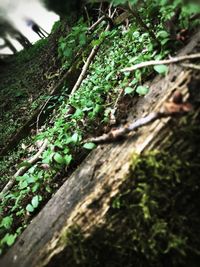 Close-up of tree trunk