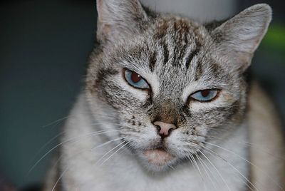 Close-up portrait of a cat