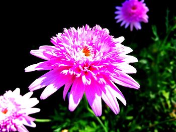 Close-up of flower blooming outdoors