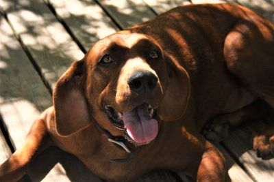 Close-up portrait of a dog