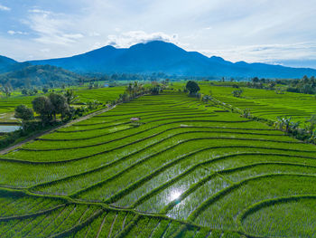 Scenic view of agricultural field against sky