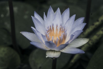 Close-up of flower