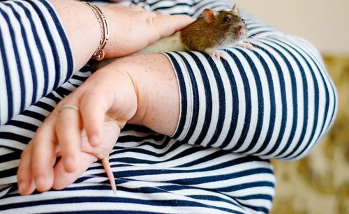 Midsection of mature woman holding rat