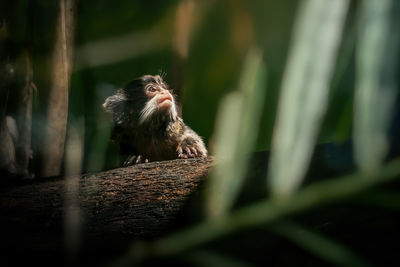 Close-up of monkey