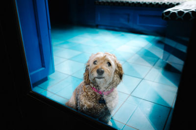 Portrait of dog on tiled floor