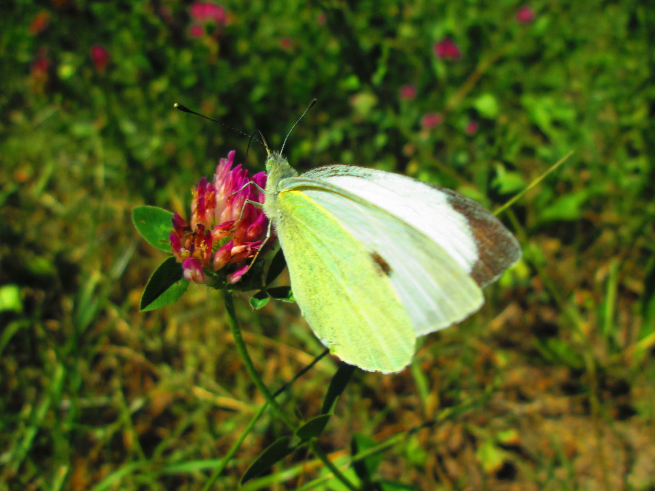 CLOSE-UP OF BUTTERFLY POLLINATING FLOWER