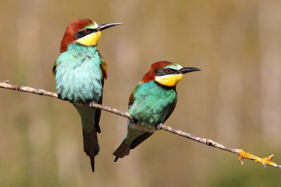 Close-up of birds perching on branch