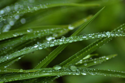 Close-up of water drops on leaf