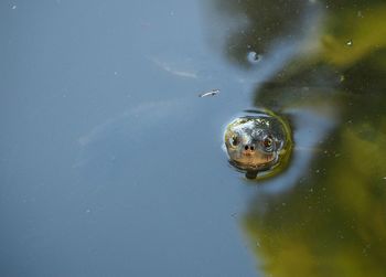 High angle view of turtle swimming in water