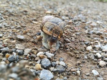 Frontal close-up of snail