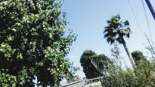 Low angle view of trees against clear sky