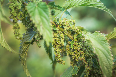 Close-up of purple flowering plant