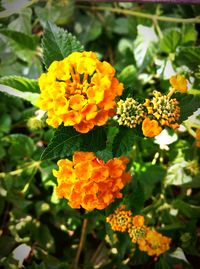 Close-up of yellow flower