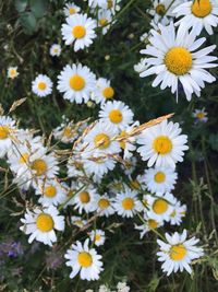 Close-up of white daisy flowers