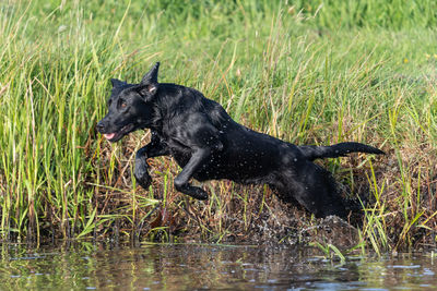 Portrait of a pedigree black labrador jumping into the water