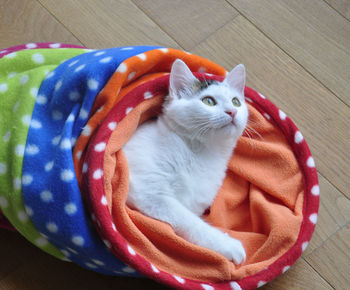 Close-up of cat in basket