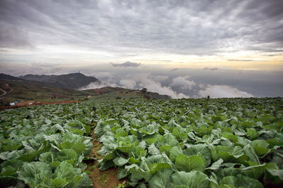 Plants growing on field against sky