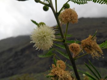 Close-up of flower against sky